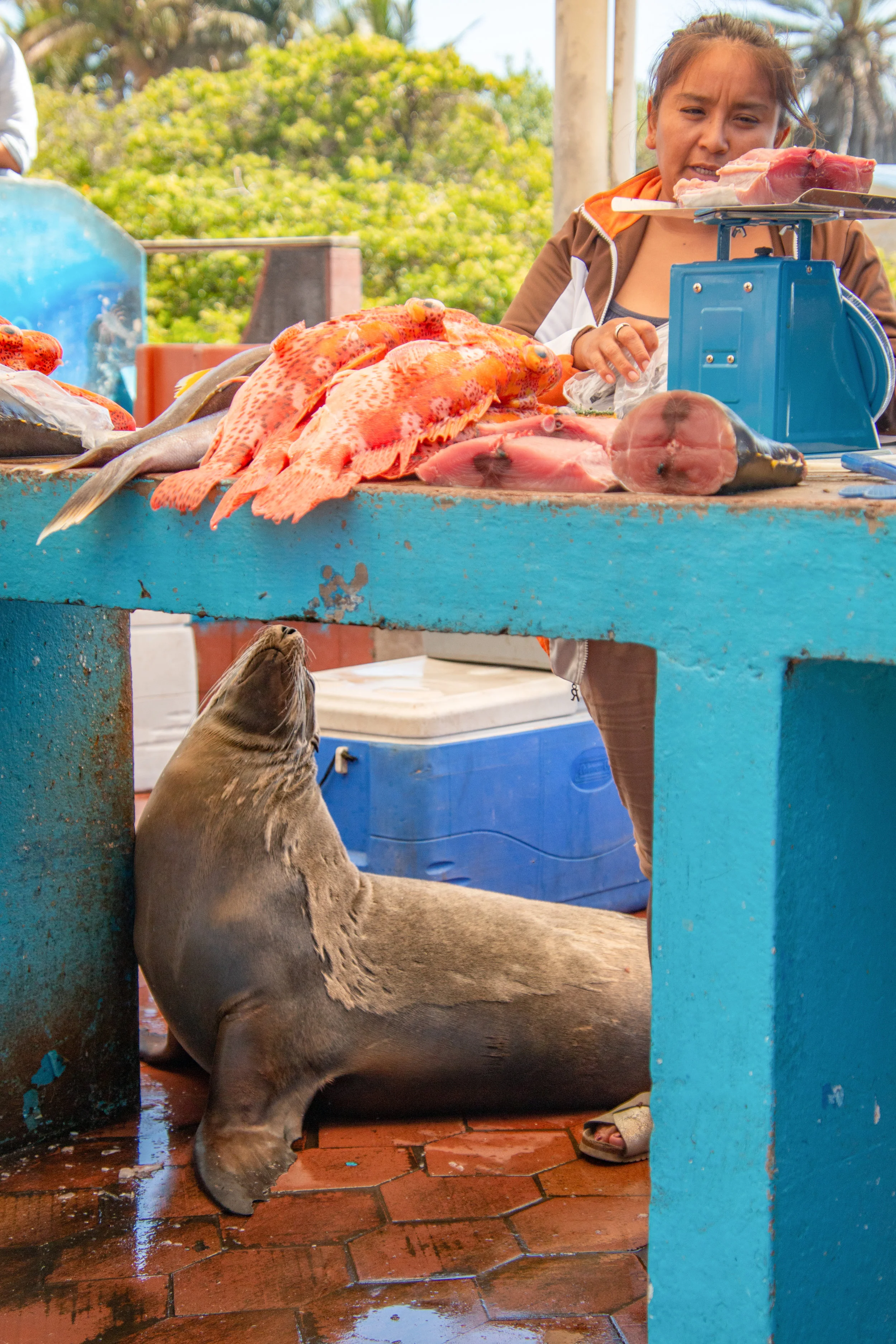 Downtown fish market in the heart of Puerto Ayora.