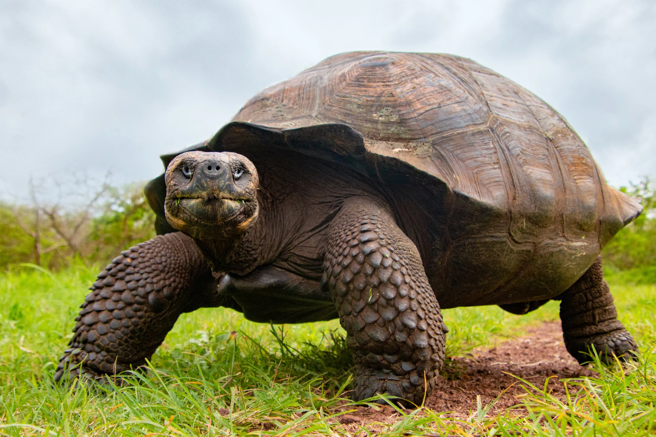 The Galápagos Giant Tortoise in the highlands, Santa Cruz.