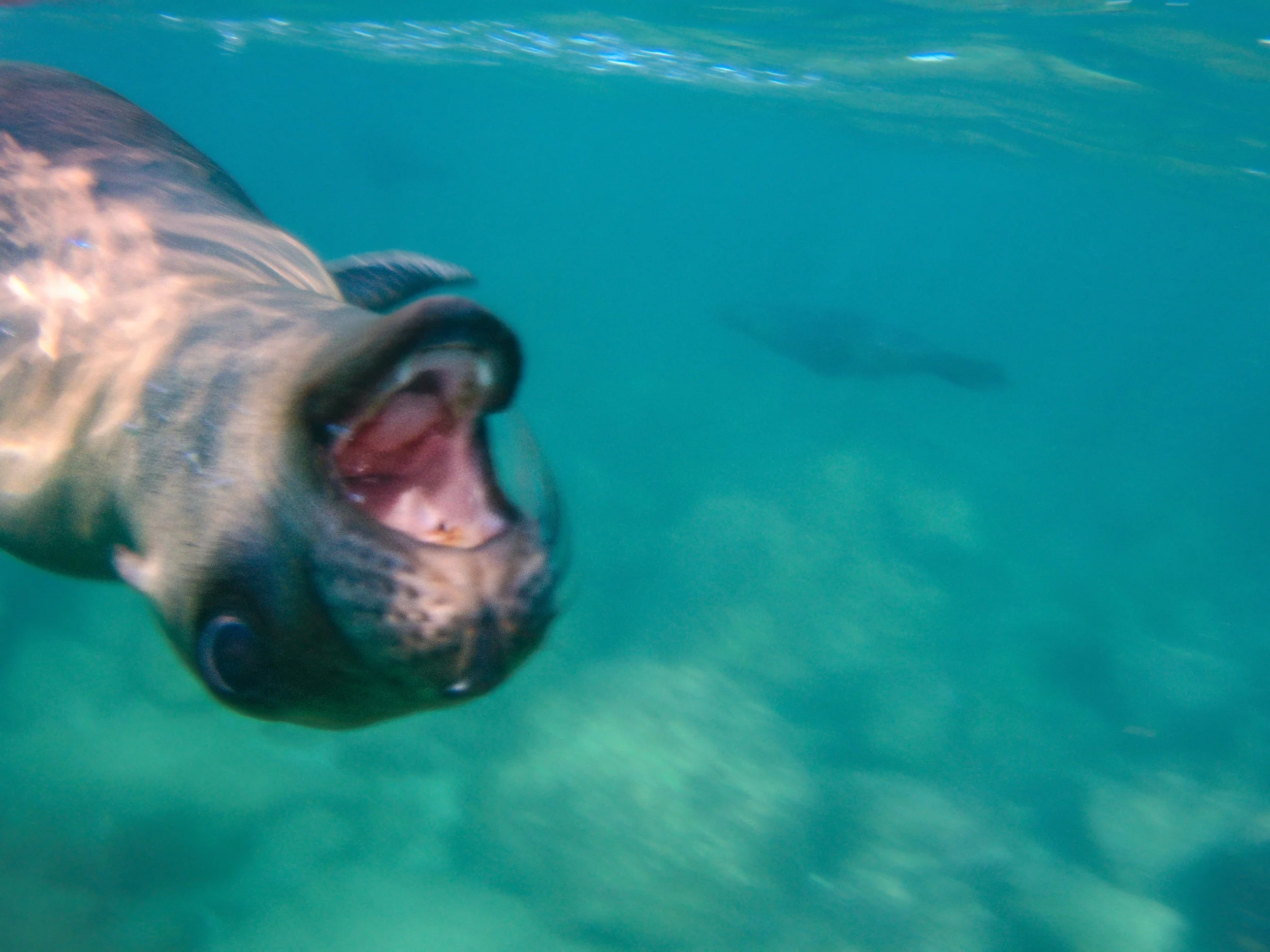 Sea Lioin, Espiritu Santo, Baja California, Mexico