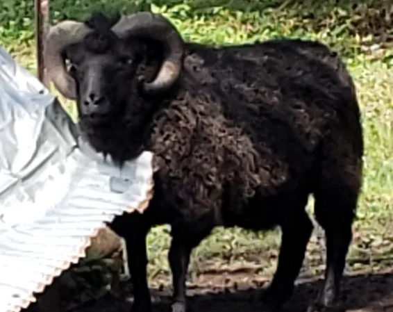 rsz_shetlandsheep99.jpg