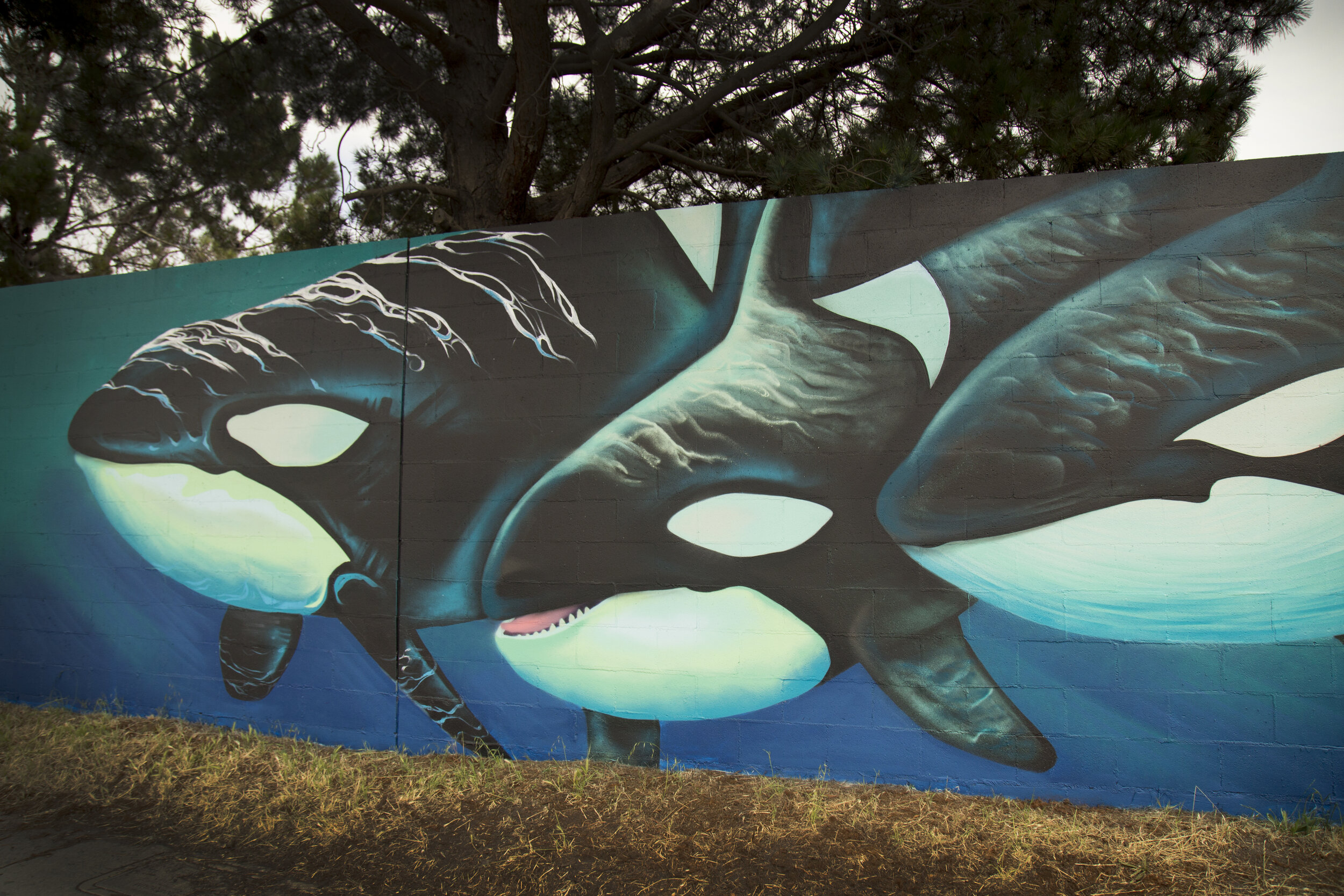 orcas.jpg
