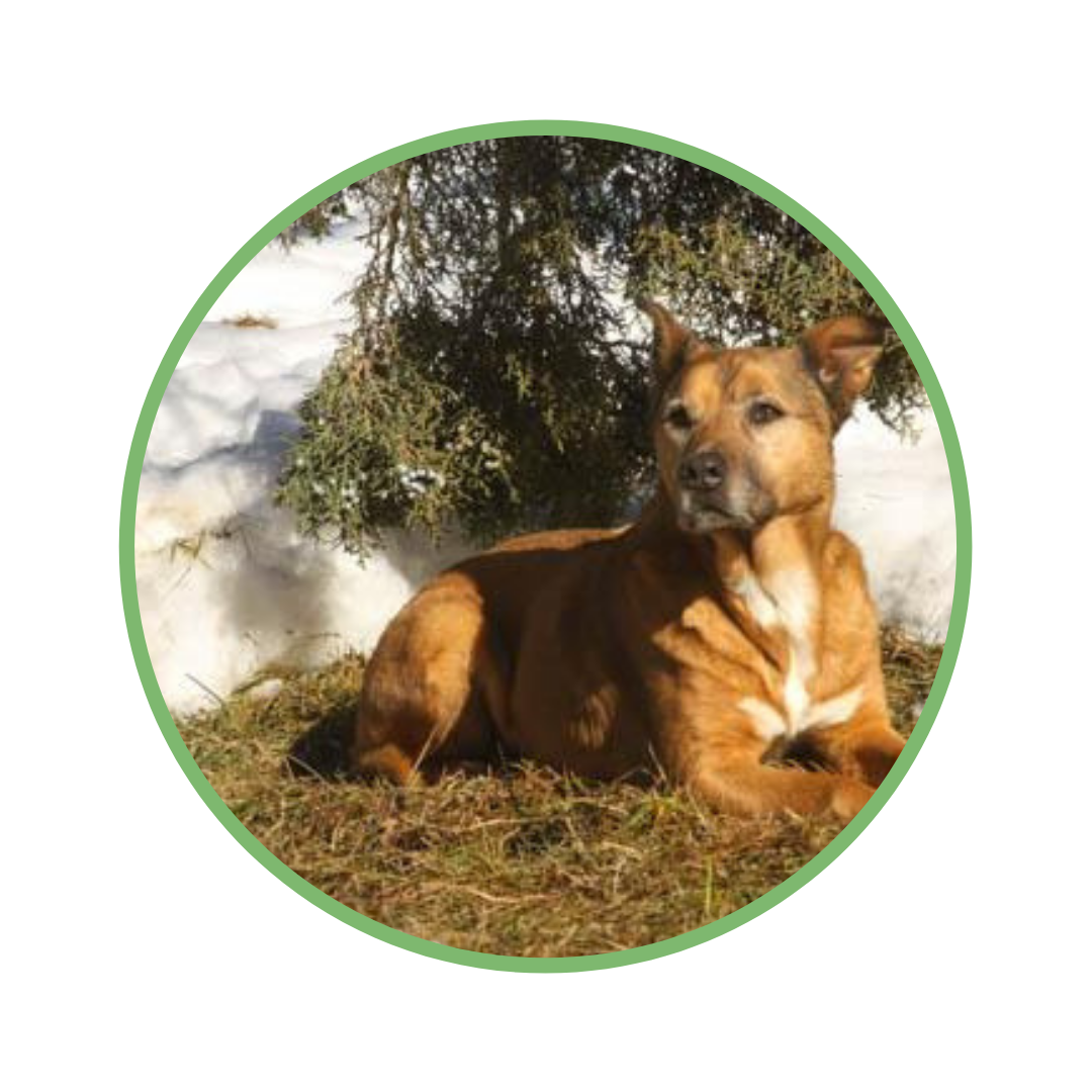 odie.png