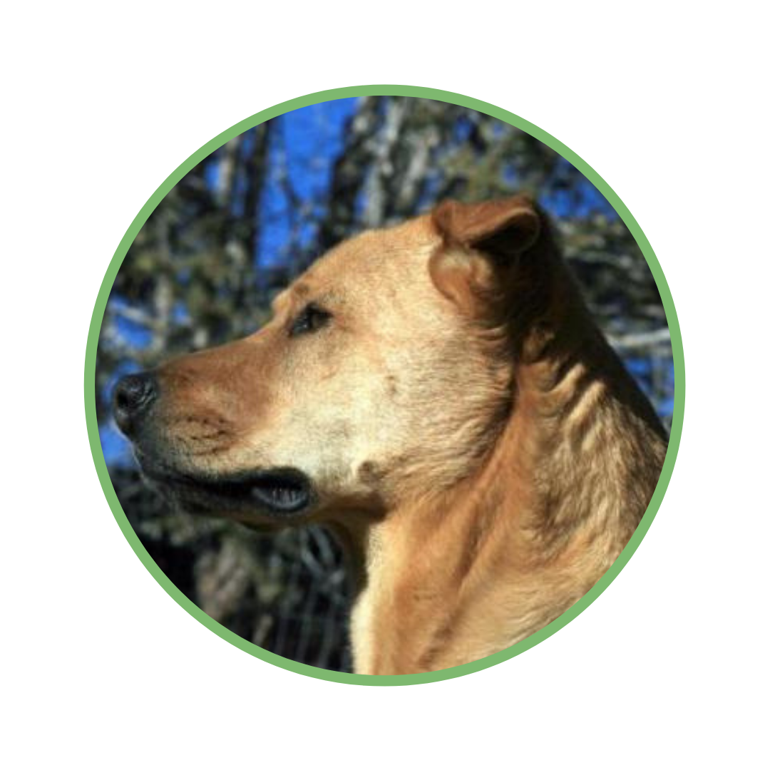 sammy.png
