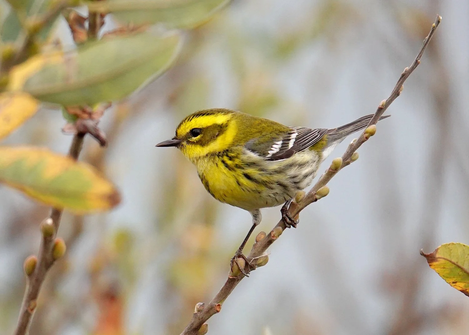 Townsend's Warbler 4 Dave Zittin.jpg
