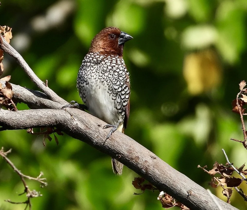 Scaly-breasted Munia Howard Friedman.jpeg