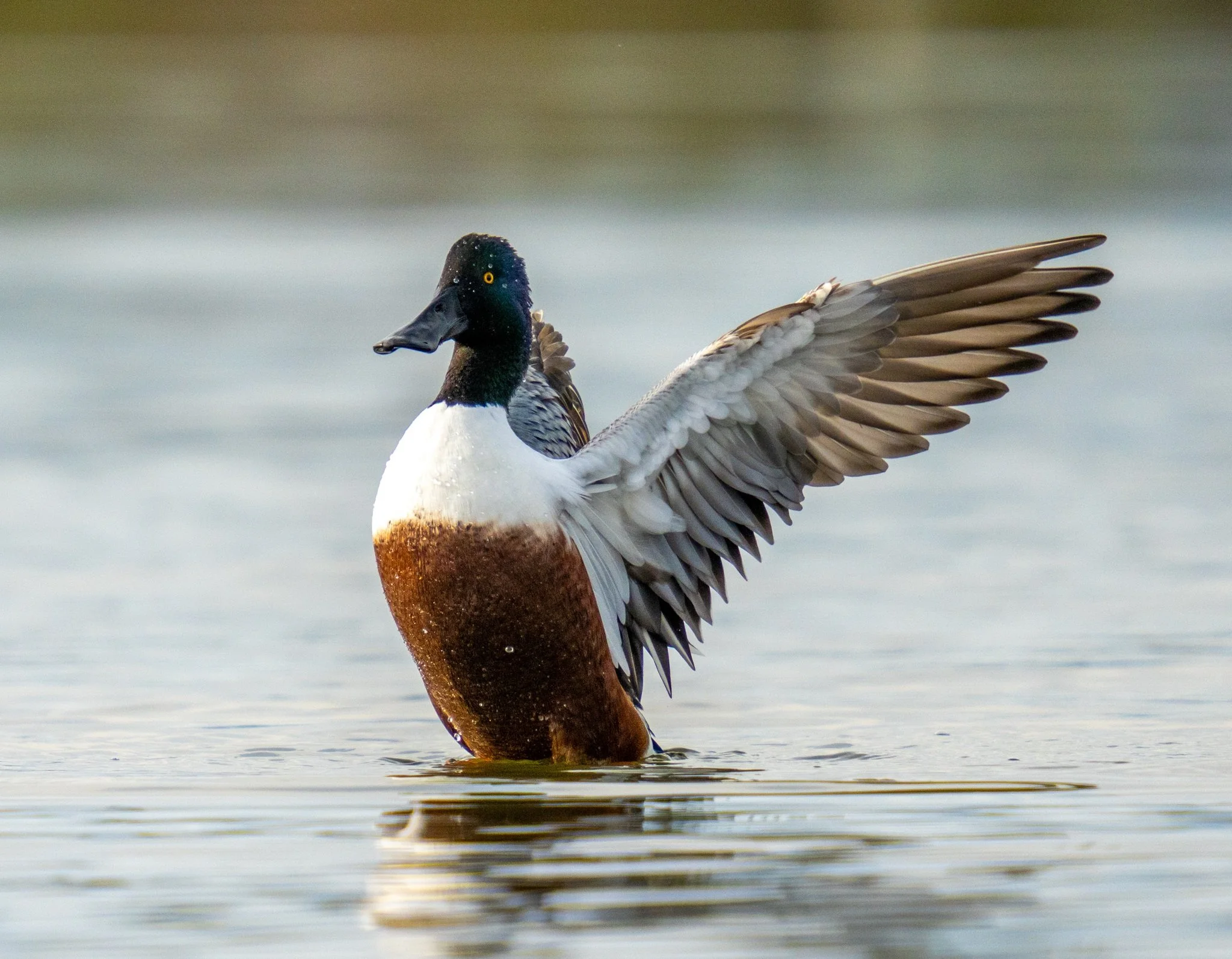 Northern Shoveler Amanda Newlove.jpg