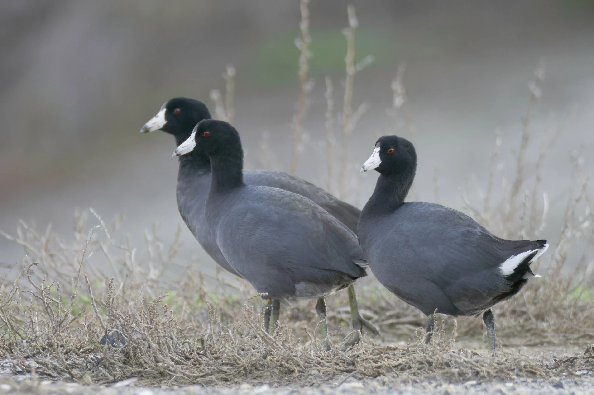 American Coot 12 Sarah Chan.jpg