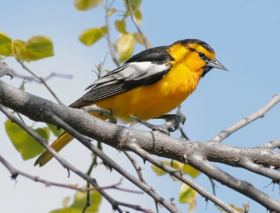 BullocksOriole16.jpg