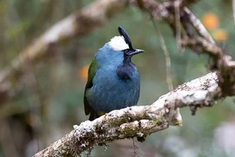 Eastern Crested Berrypecker