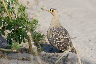 Double-banded Sandgrouse