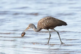 Limpkin