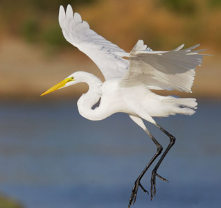 Egrets — Santa Clara Valley Audubon Society