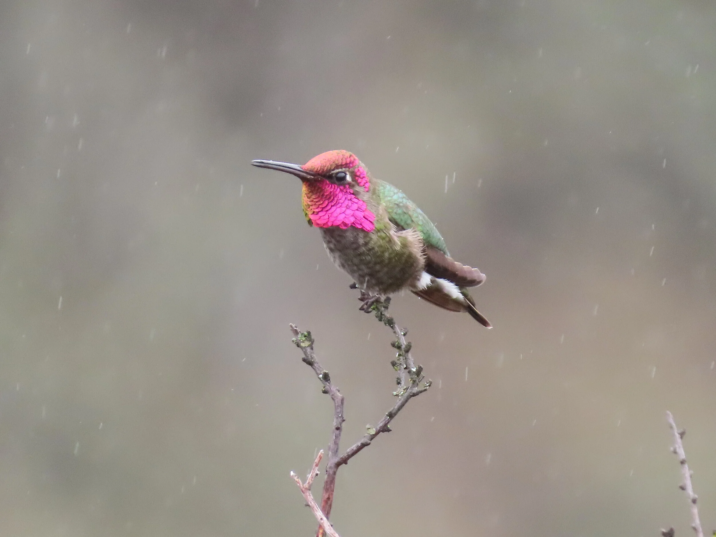 Anna's Hummingbird on a stick in the rain