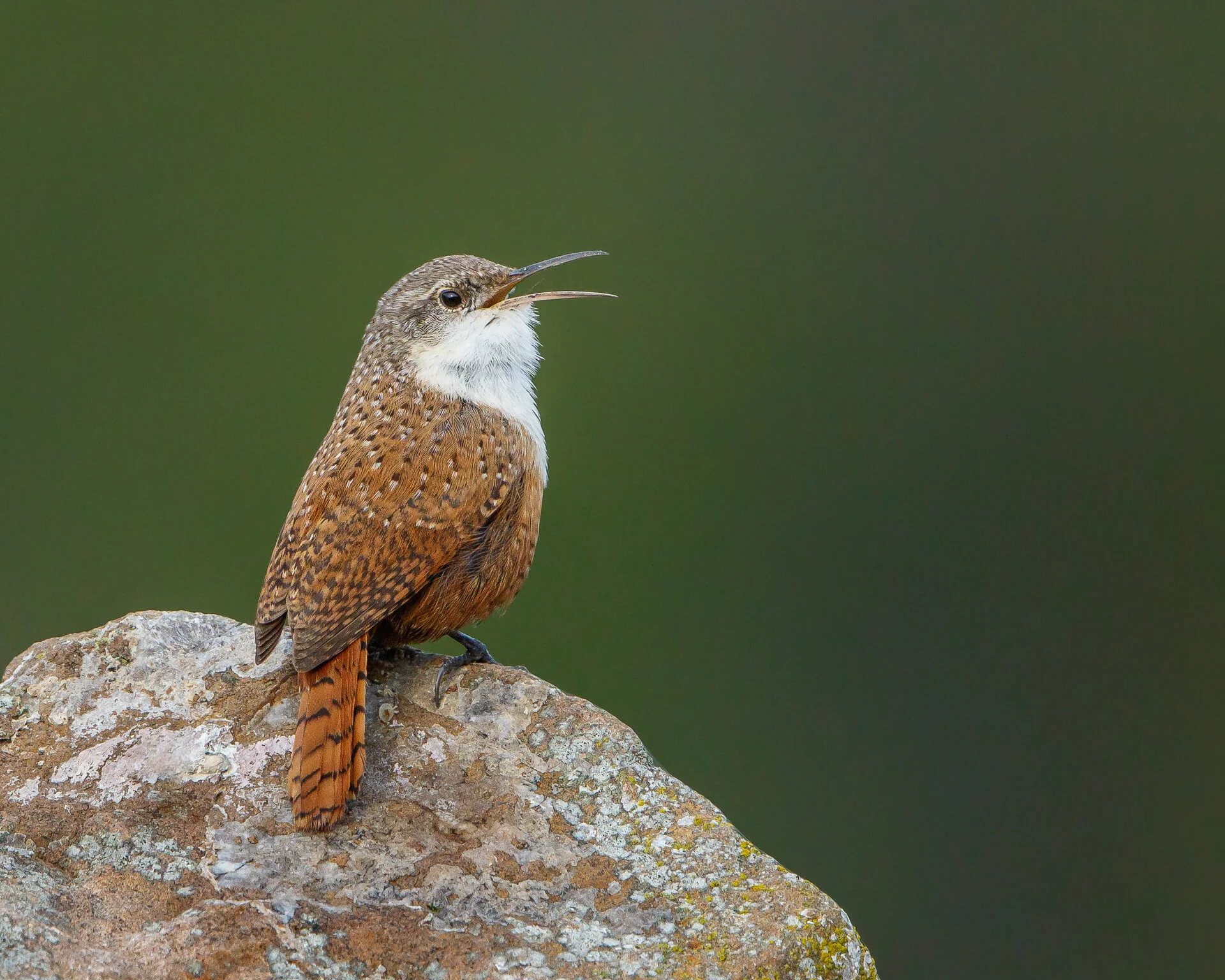 Canyon Wren