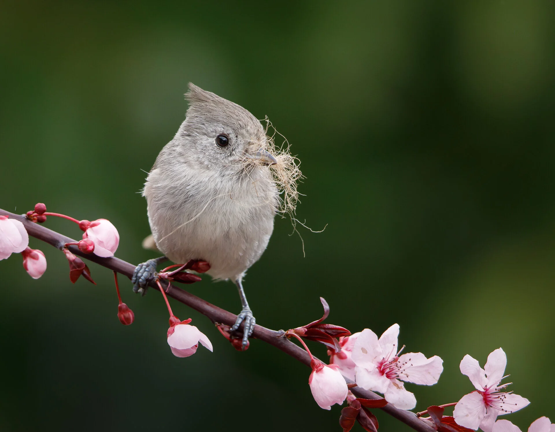 Oak Titmouse