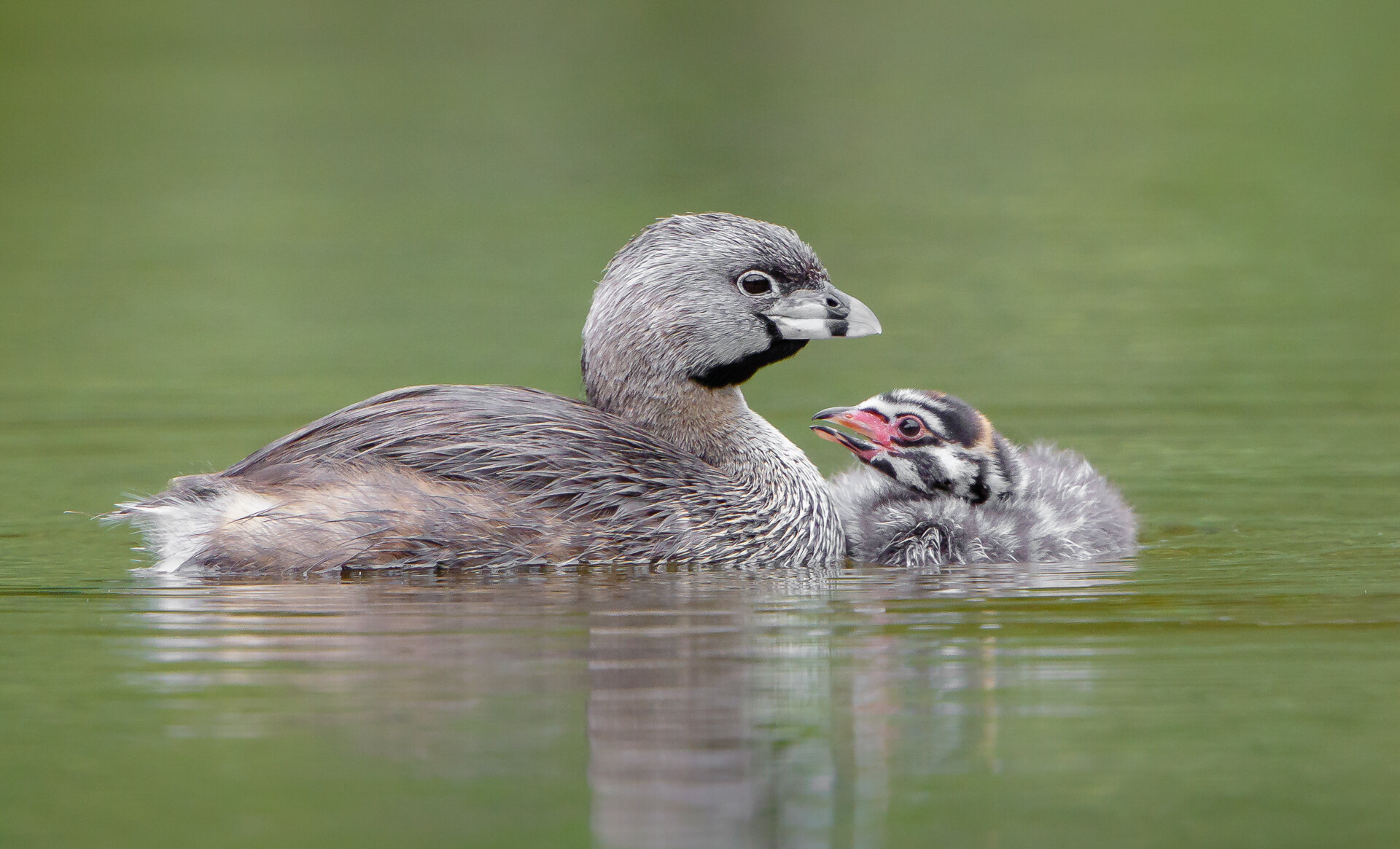 Pied-billed Grebe adult and chick on water