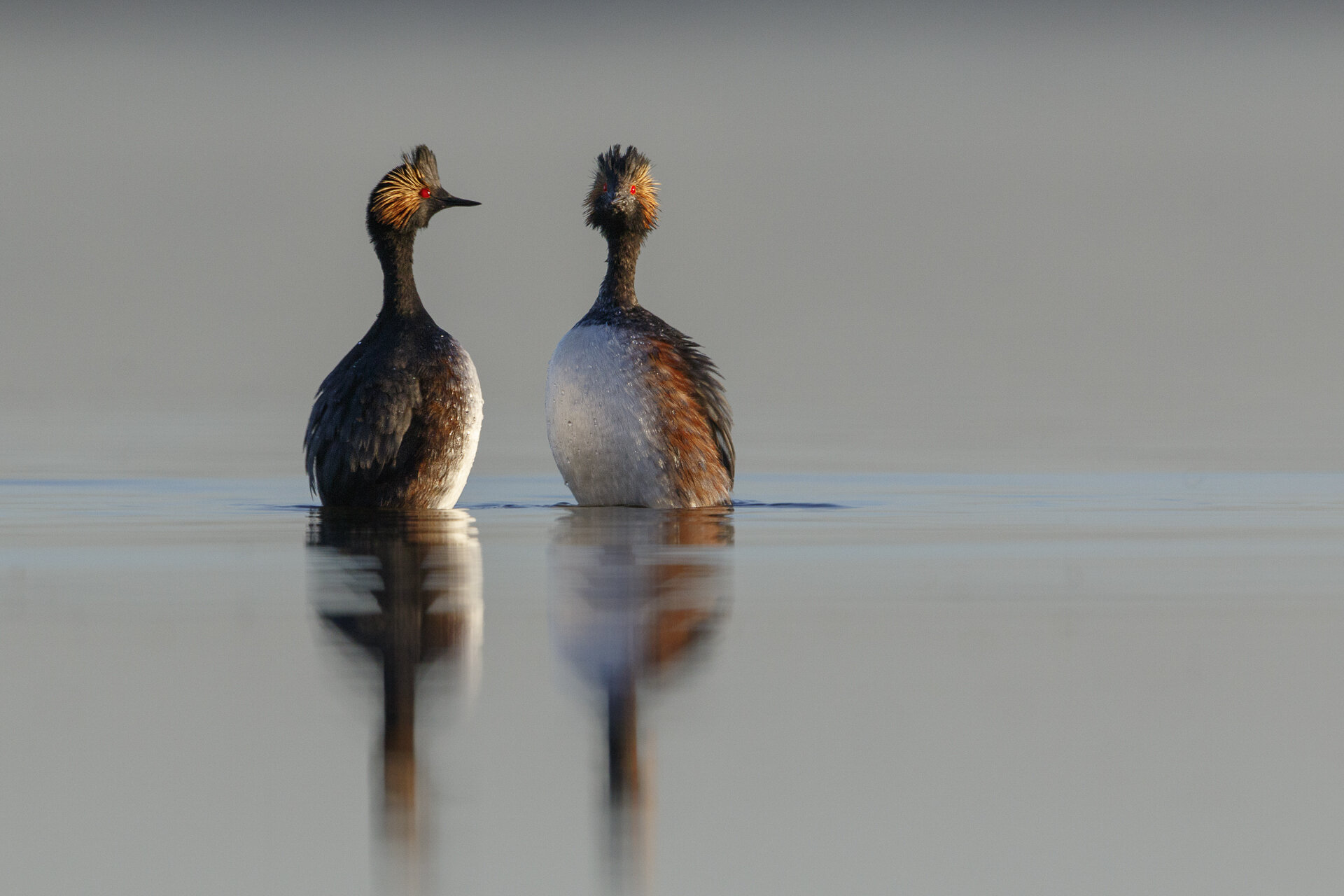 Eared Grebes upright on water in courtship display