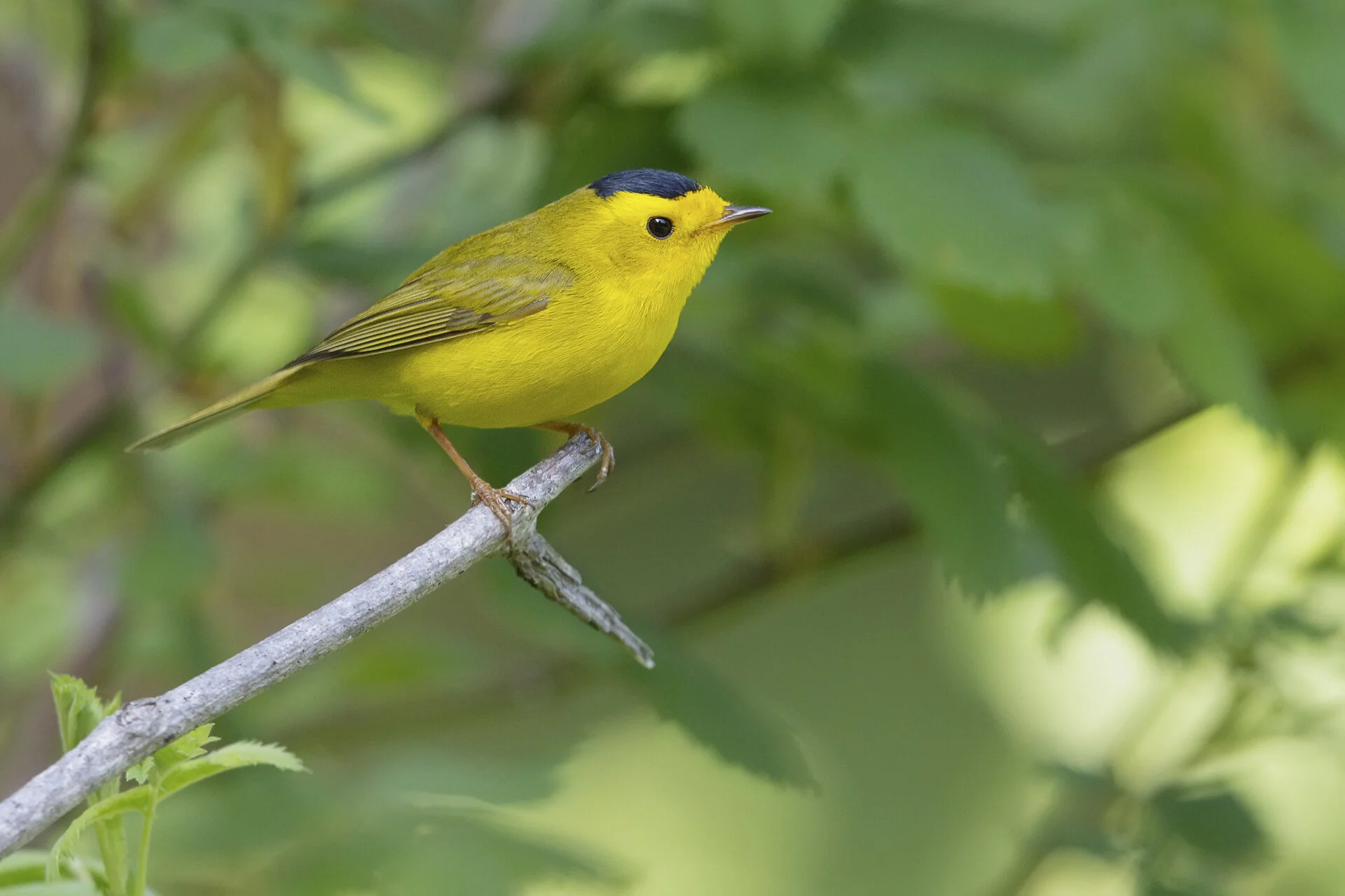 Wilson's Warbler on a branch in the forest