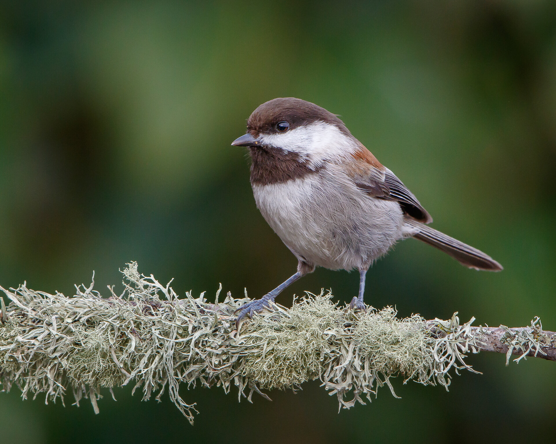 Chestnut-backed Chickadee on a lichen-covered perch