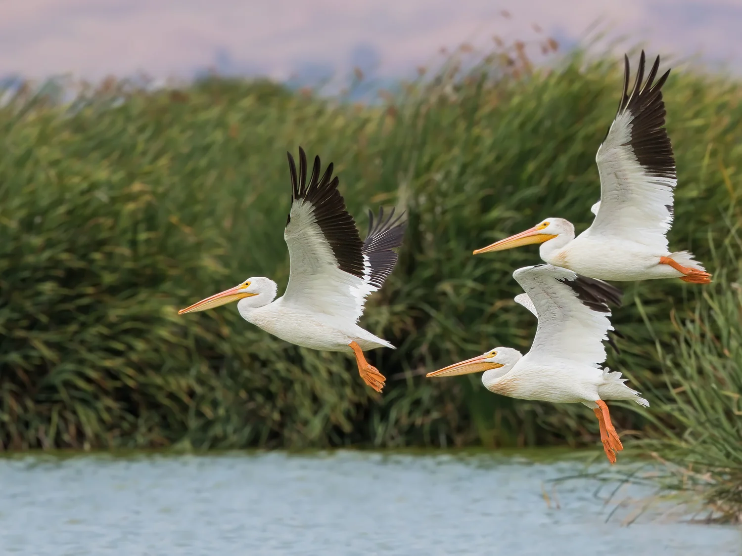 Friends of SCVBA — Santa Clara Valley Bird Alliance