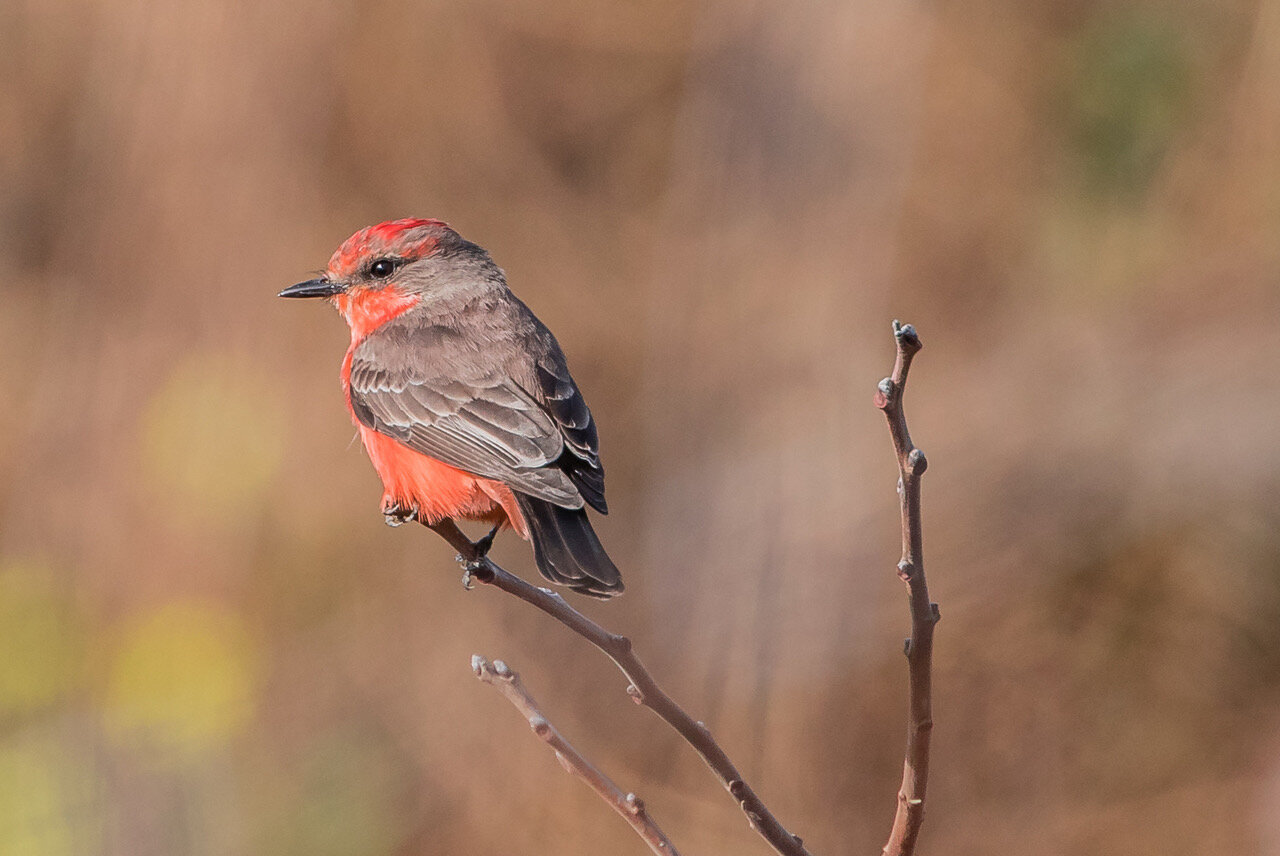 Santa Clara County Birds 2019 Santa Clara Valley Audubon Society