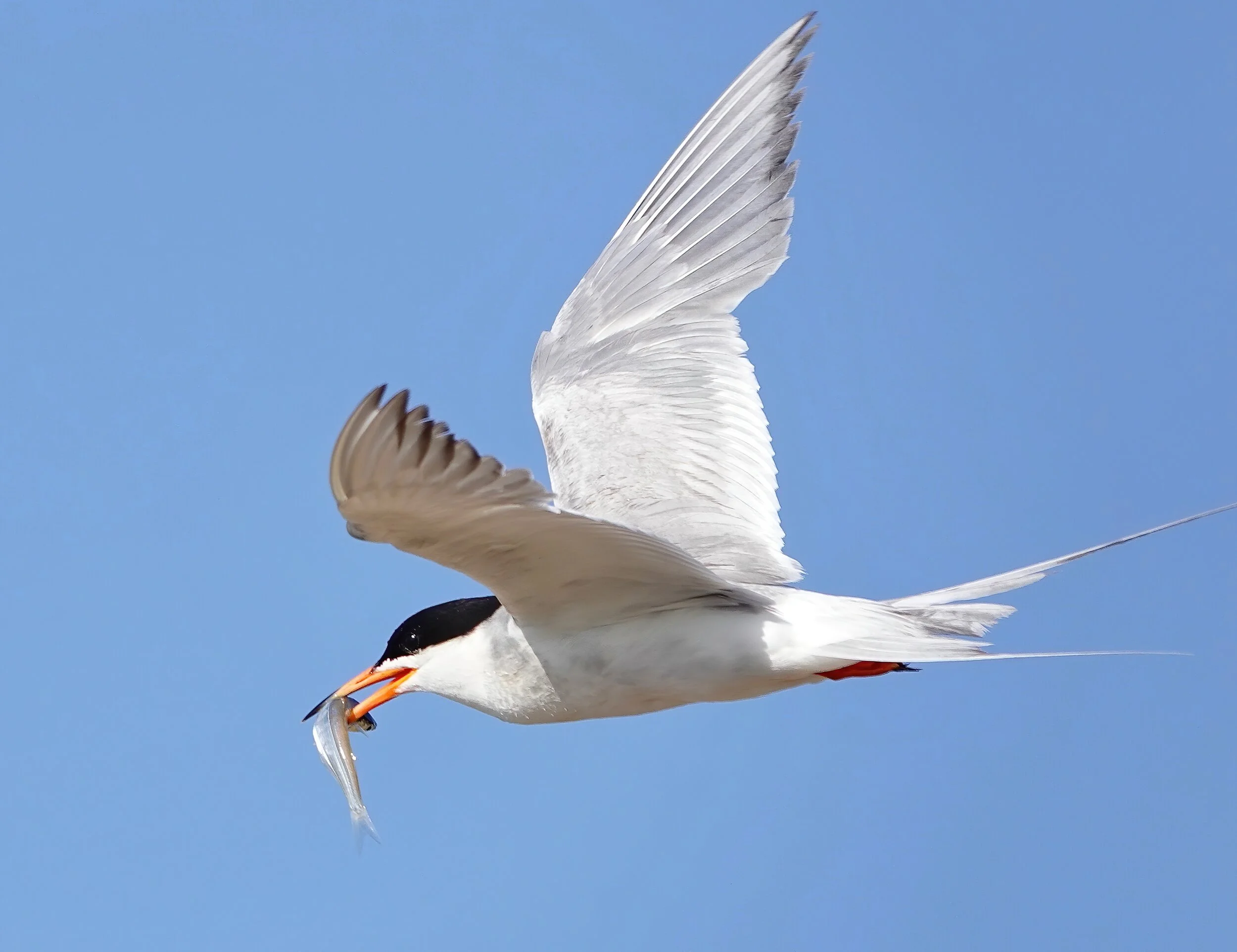 Pond A16 (Summer): Terns and Black Skimmers