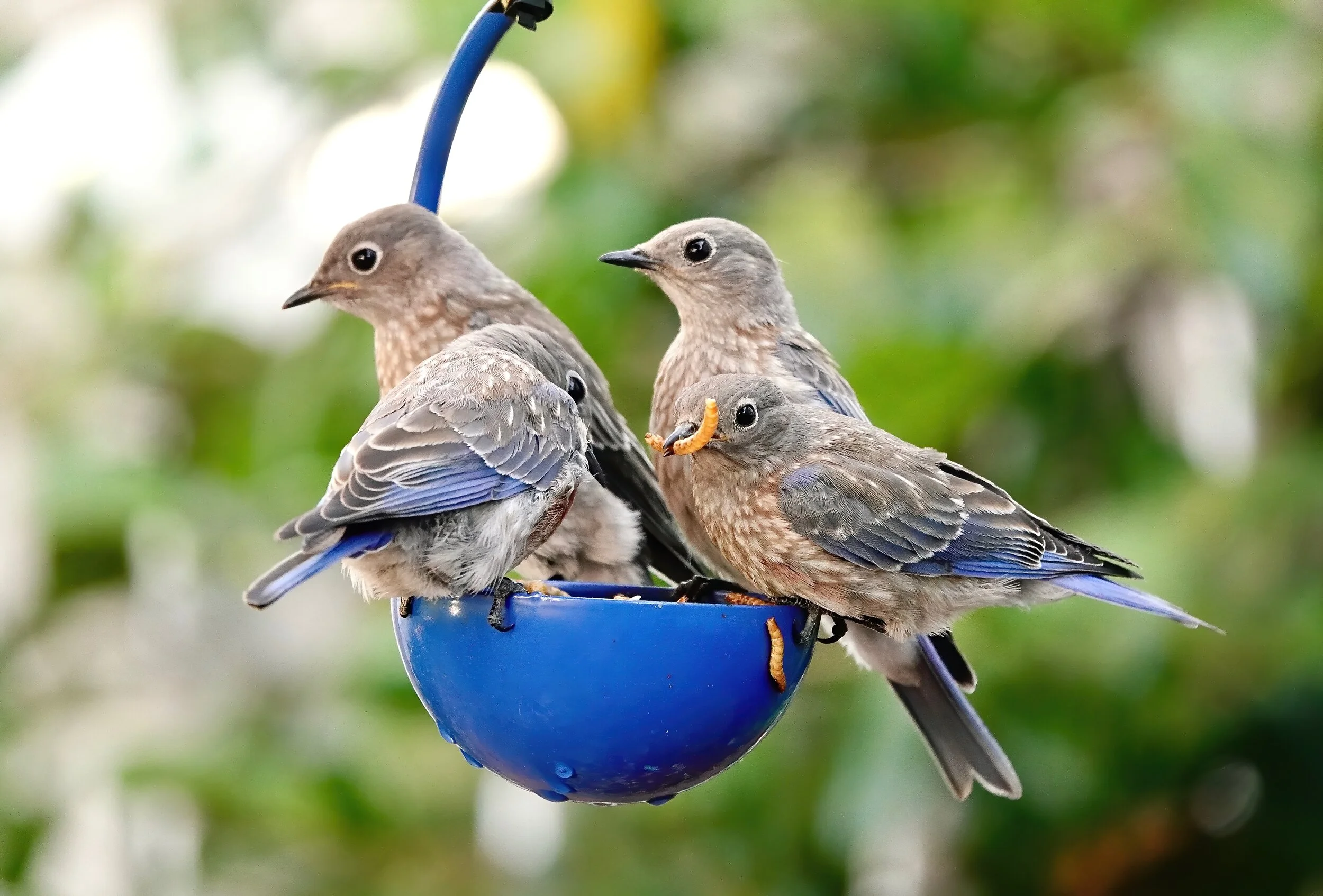 Juvenile Western Bluebirds enjoying meal worms. SCVAS volunteer Carter Gasiorowski (San Jose)