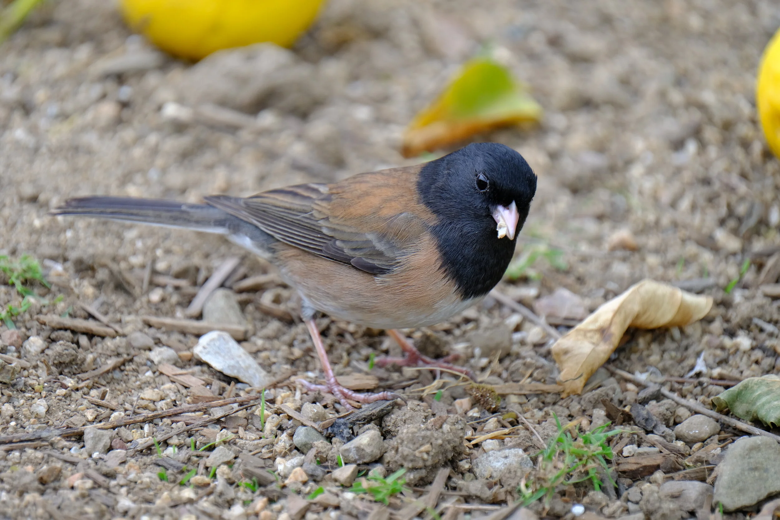 Dark-eyed Junco