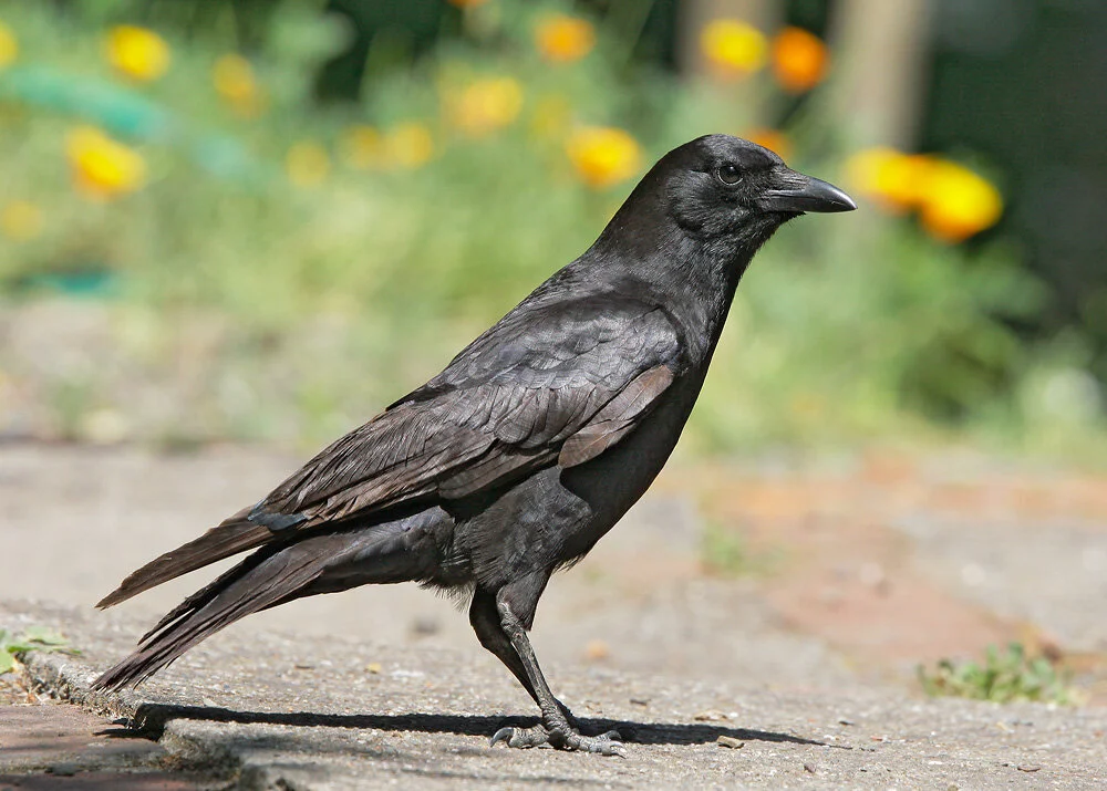 Backyard Bird Grid — Santa Clara Valley Bird Alliance