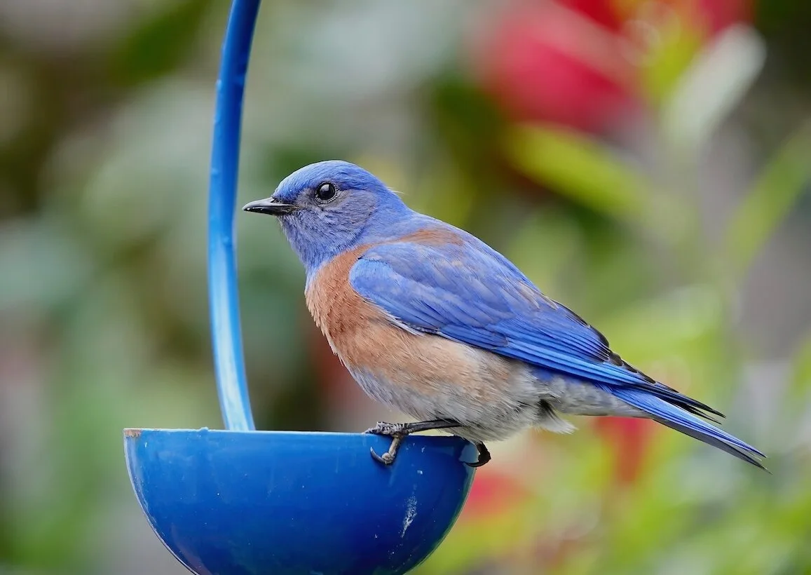 Bird Your Backyard This Fall