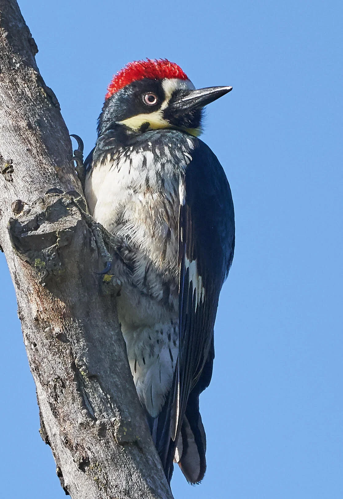 Acorn Woodpecker by Brooke Miller