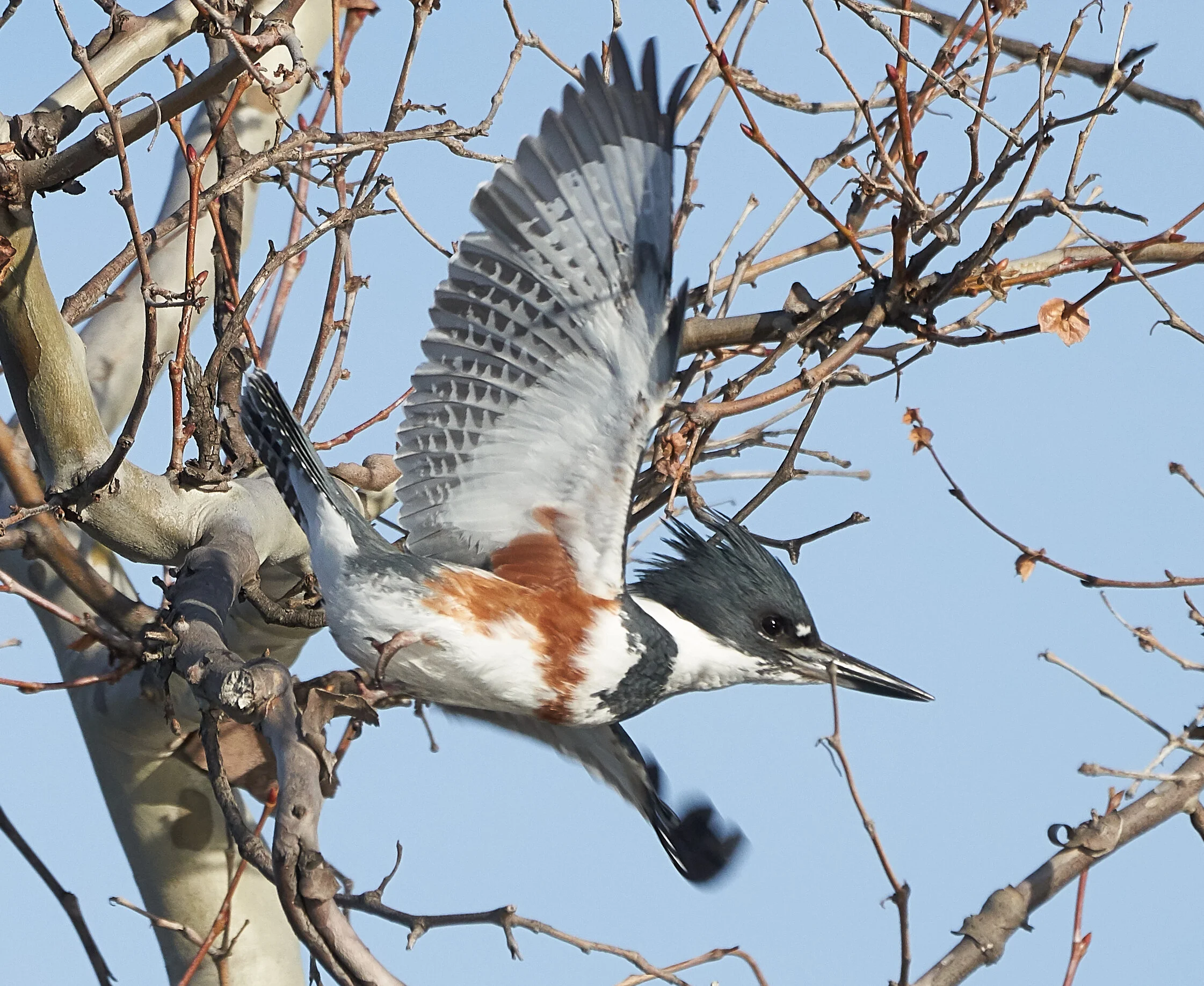 Belted Kingfisher by Brooke Miller