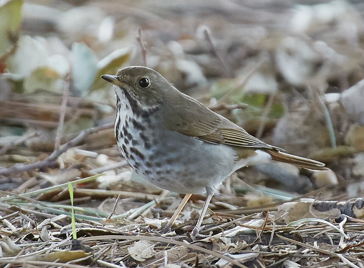 Hermit Thrush by Brooke Miller