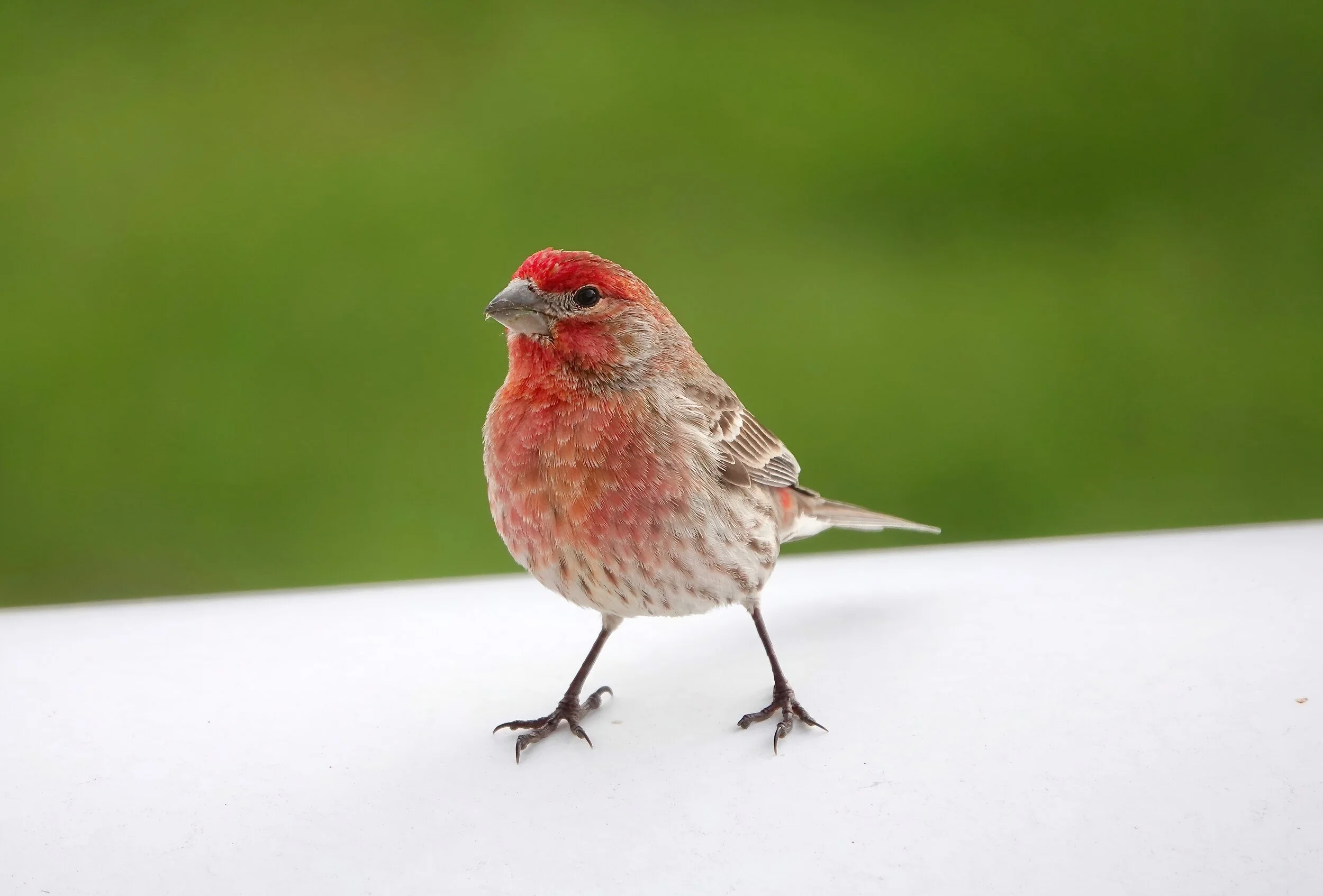 Summer Highlights and Fall Delights