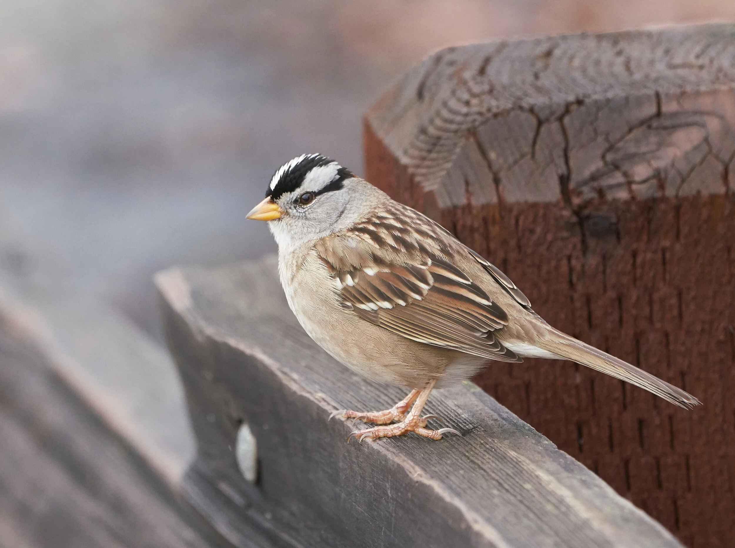 White-crowned Sparrow