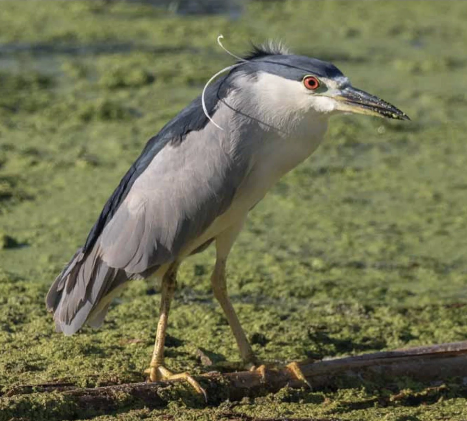 Punch Magazine: Rewilding the Peninsula