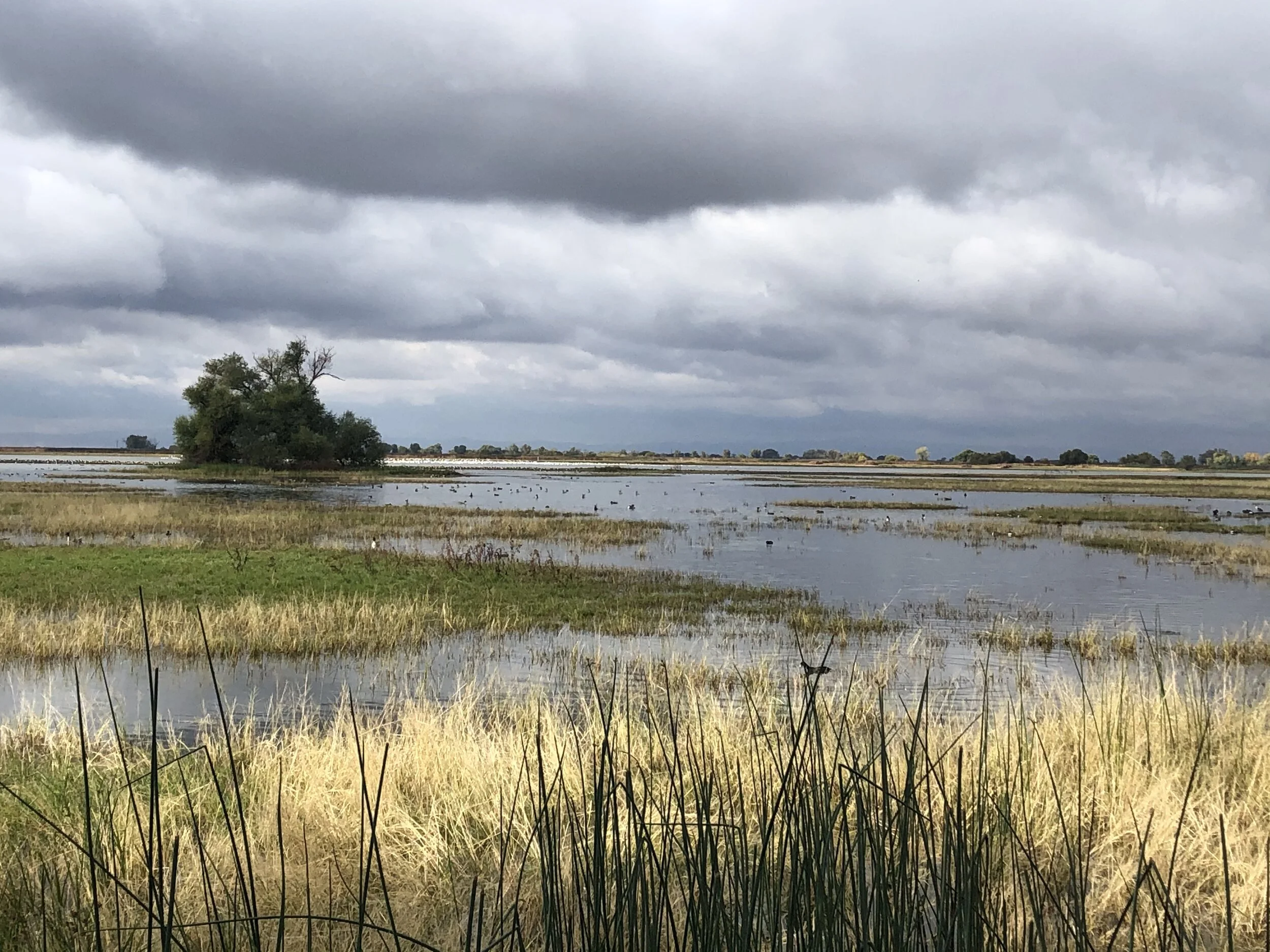 Merced NWR (Winter): A Crane and Waterfowl Wonderland!