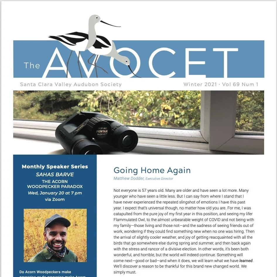 The Avocet - Winter Issue