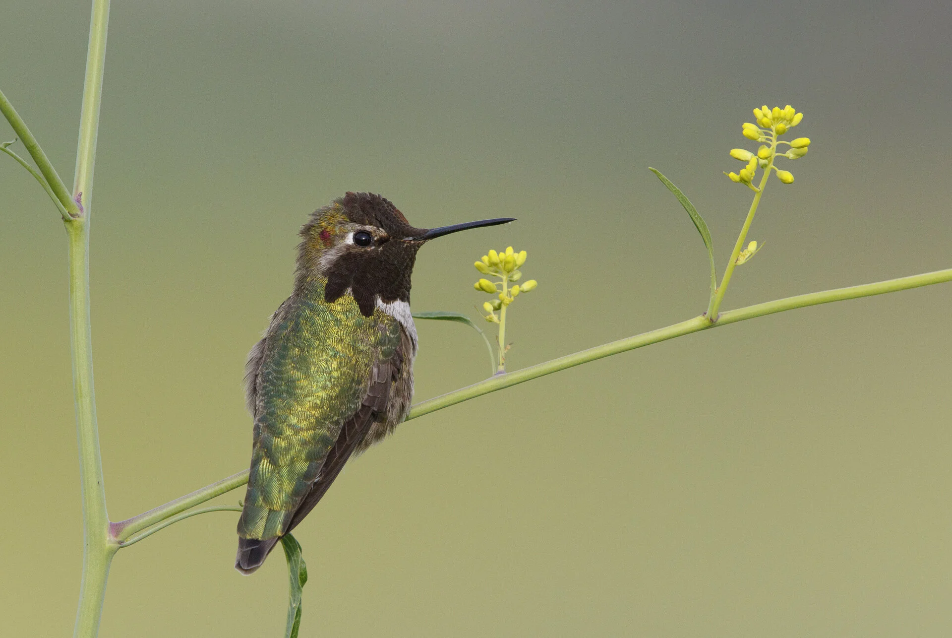 Anna's Hummingbird by Luis Villablanca.jpg