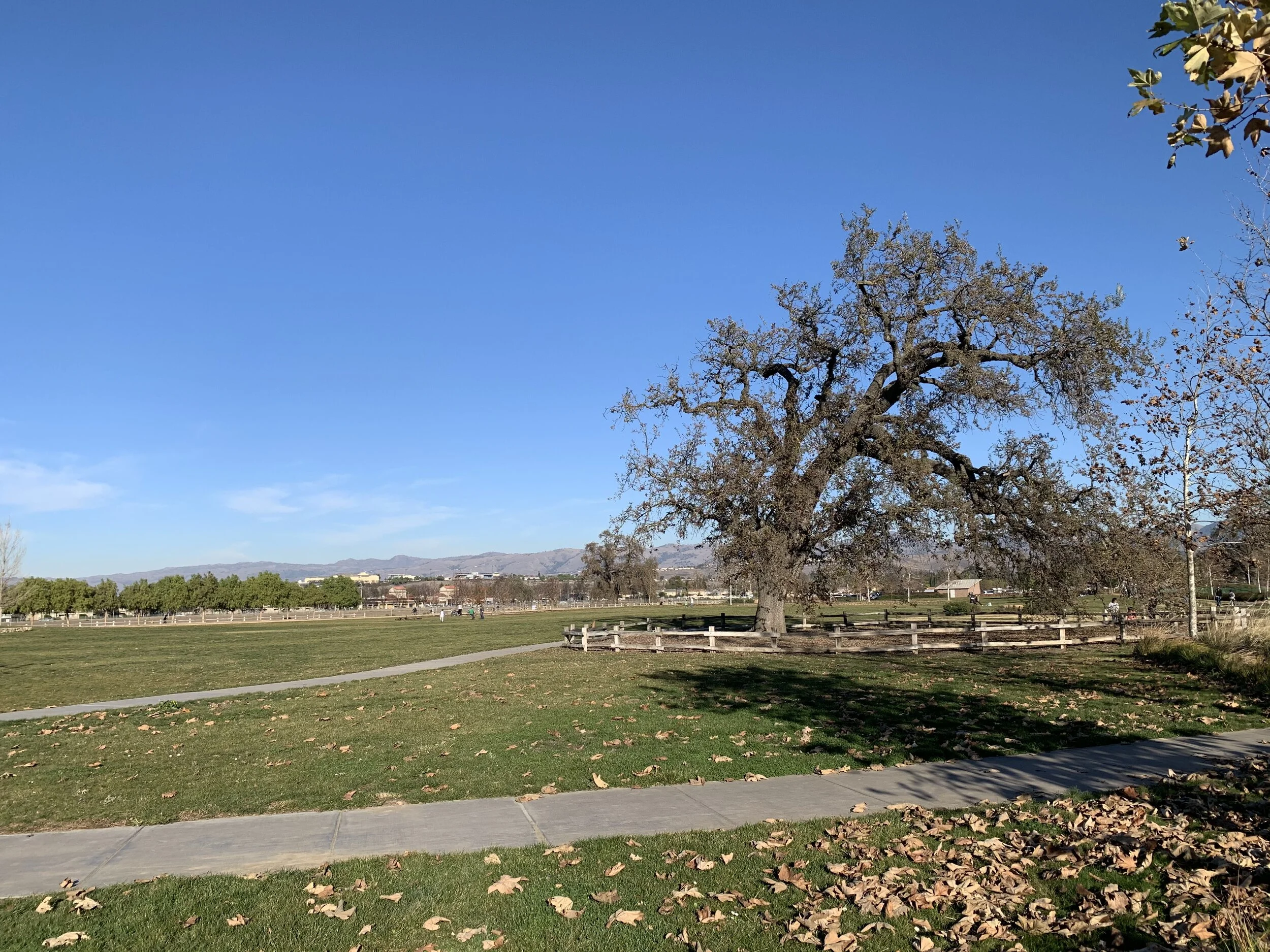 Martial Cottle Park (Winter): The Valley of Heart's Delight