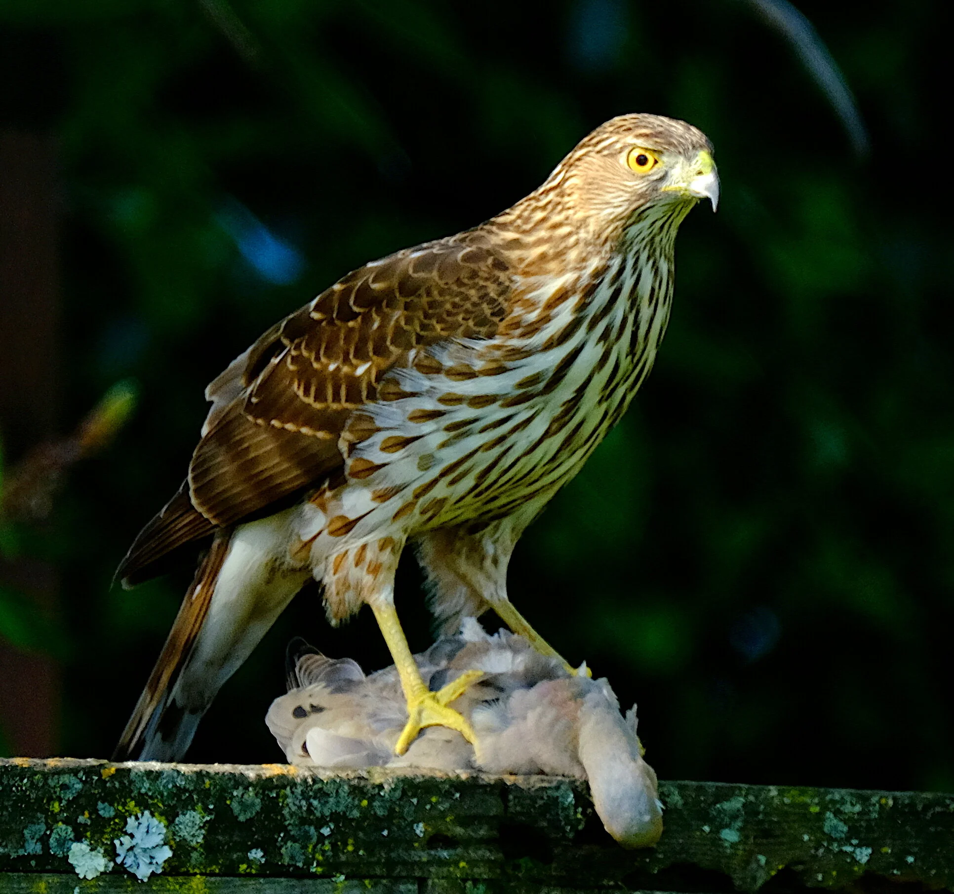 Cooper's Hawk — Santa Clara Valley Bird Alliance