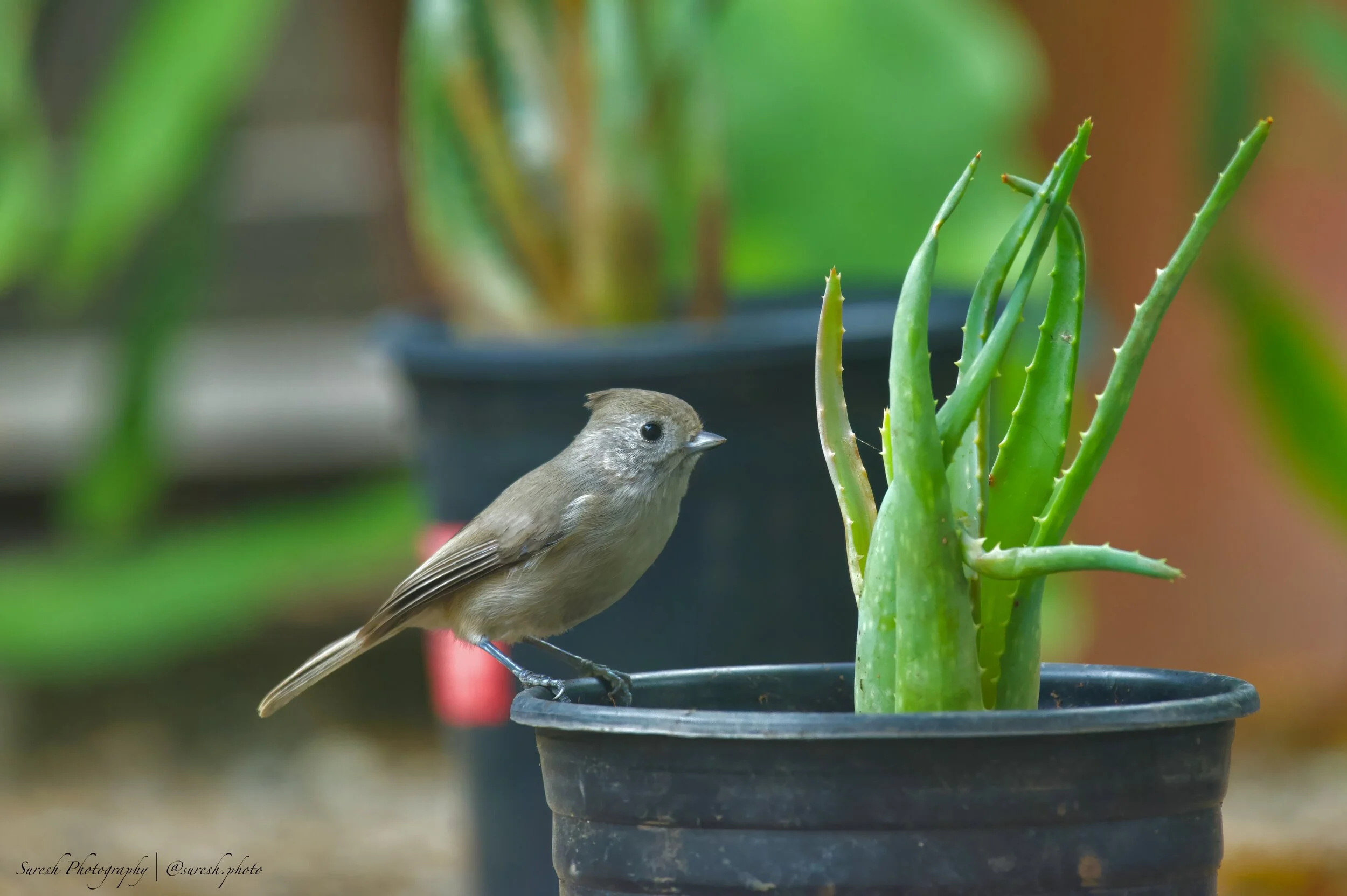 All About Backyard Nest Boxes