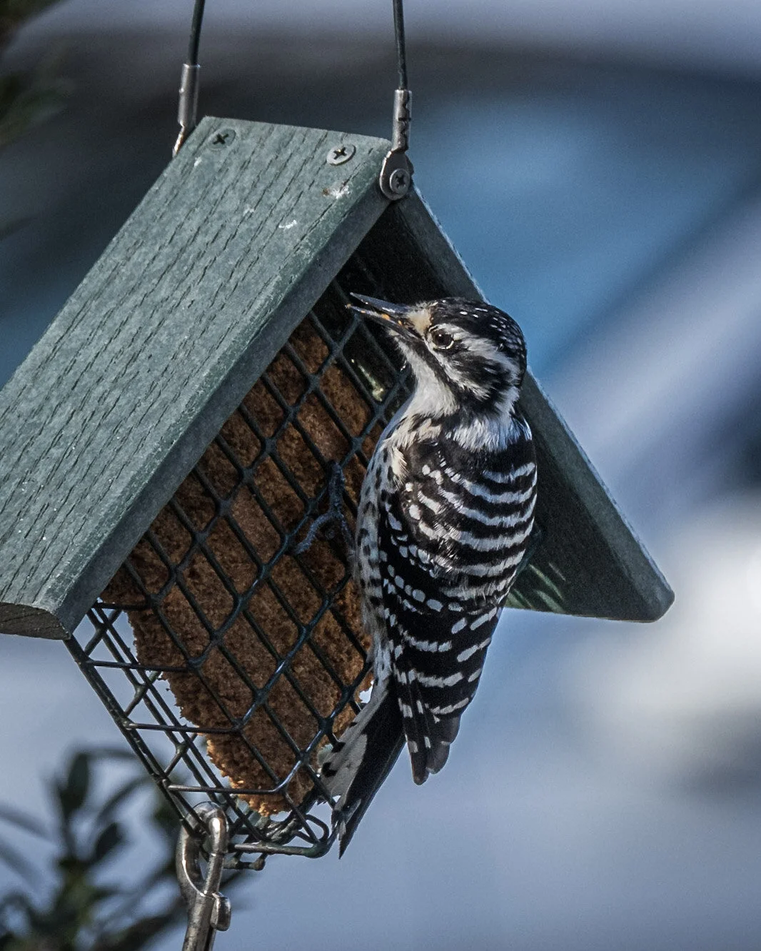The Great Backyard Bird Count (and Competition)