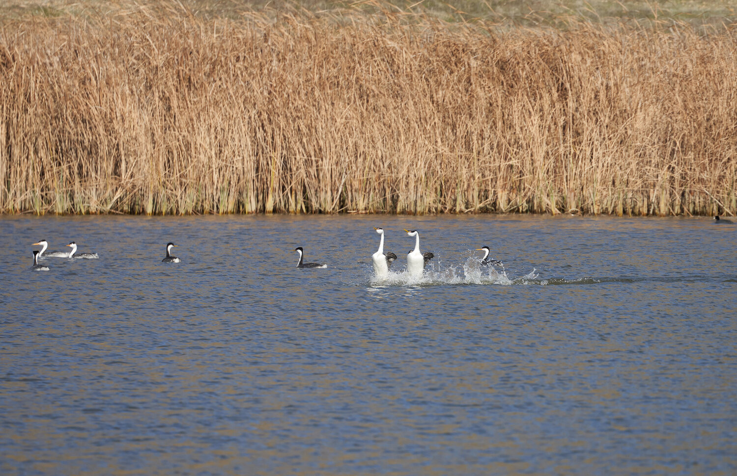 Calero Reservoir (Late Winter/Early Spring): Dancing Western and Clark's  Grebes — Santa Clara Valley Audubon Society