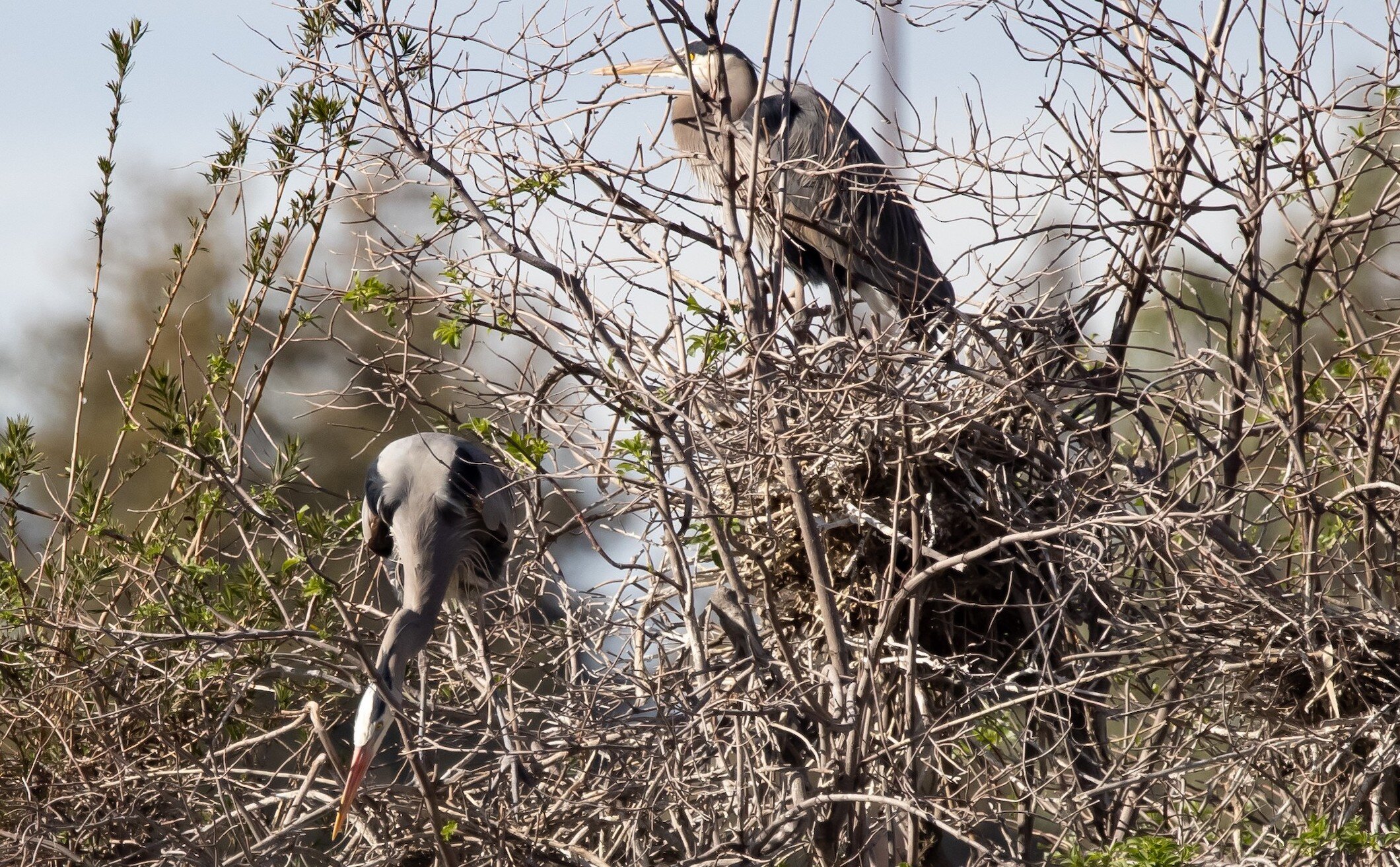 Almaden Lake Park (Spring): Nesting Birds and “What is a Species?” — Santa  Clara Valley Audubon Society