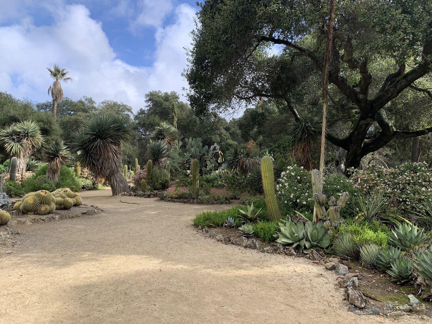 Garden Of Everything: Stanford Shopping Center