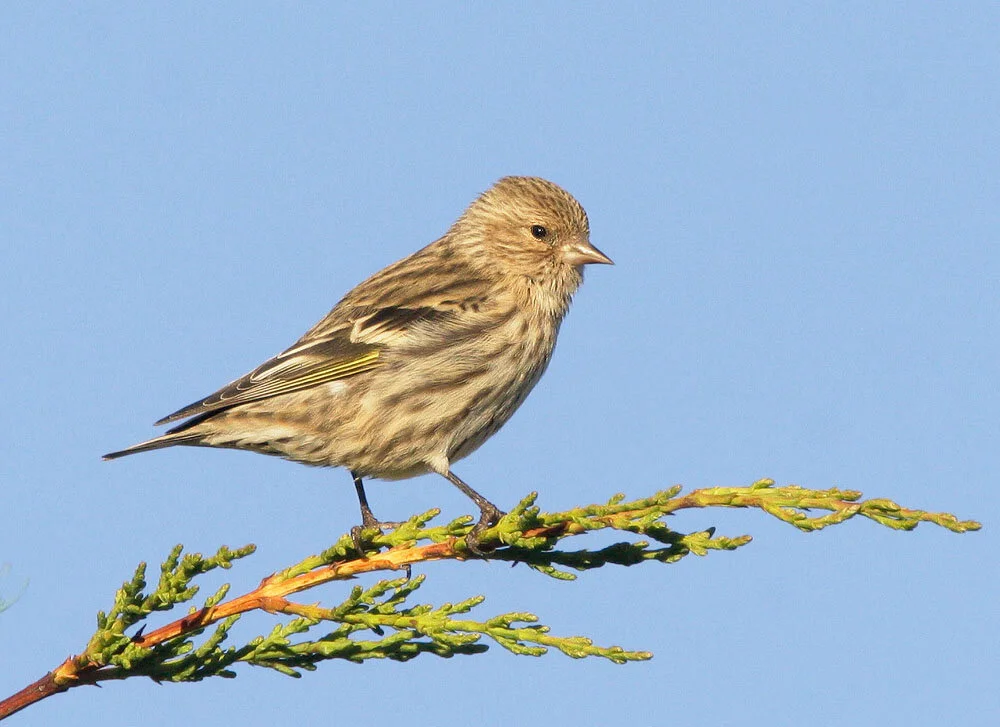 Symptoms of Salmonella in Birds: Essential Signs to Watch