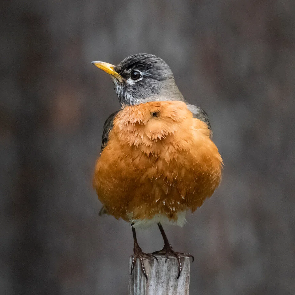 Backyard Birding in March
