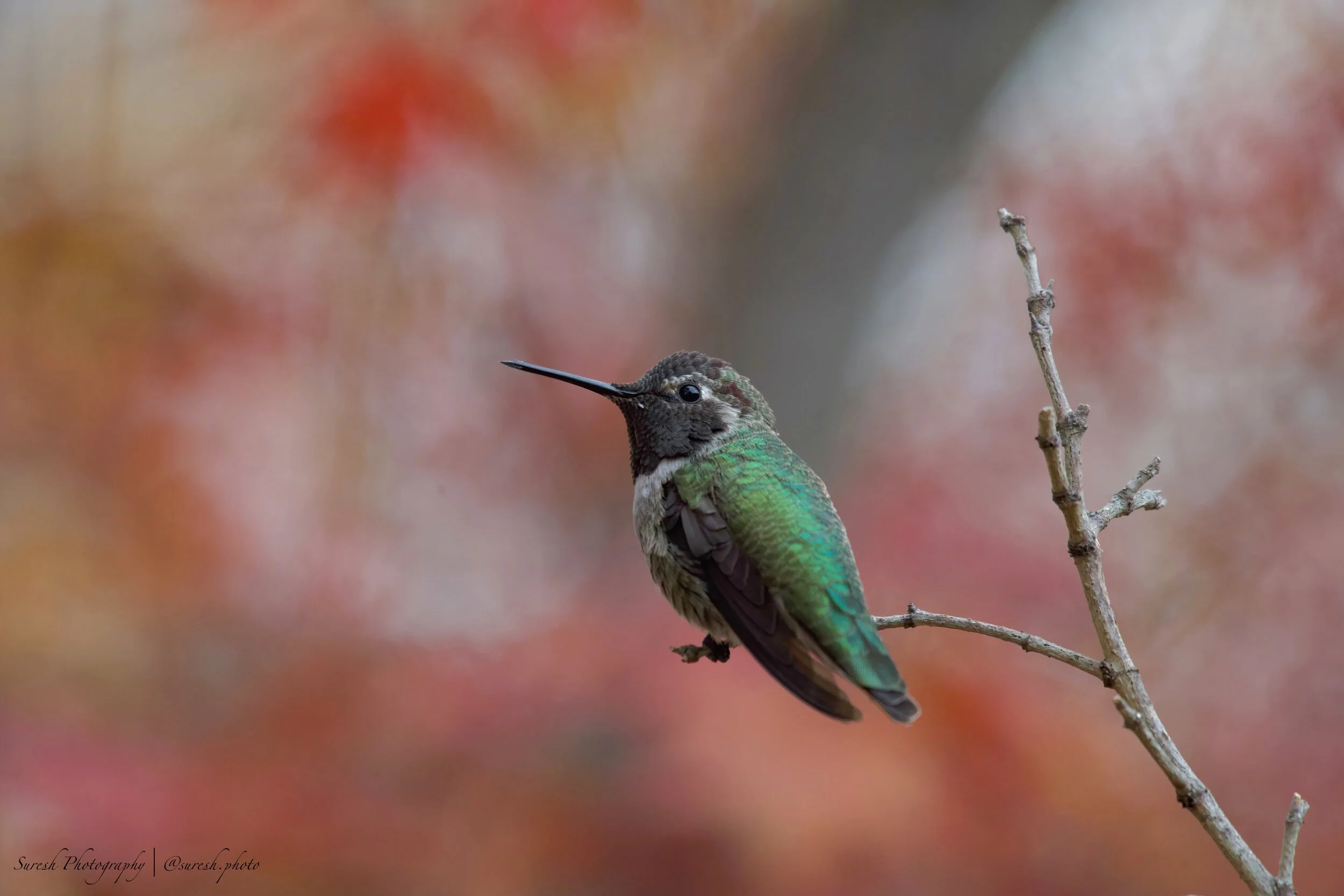 COUNT BIRDS AT HOME FOR SCIENCE