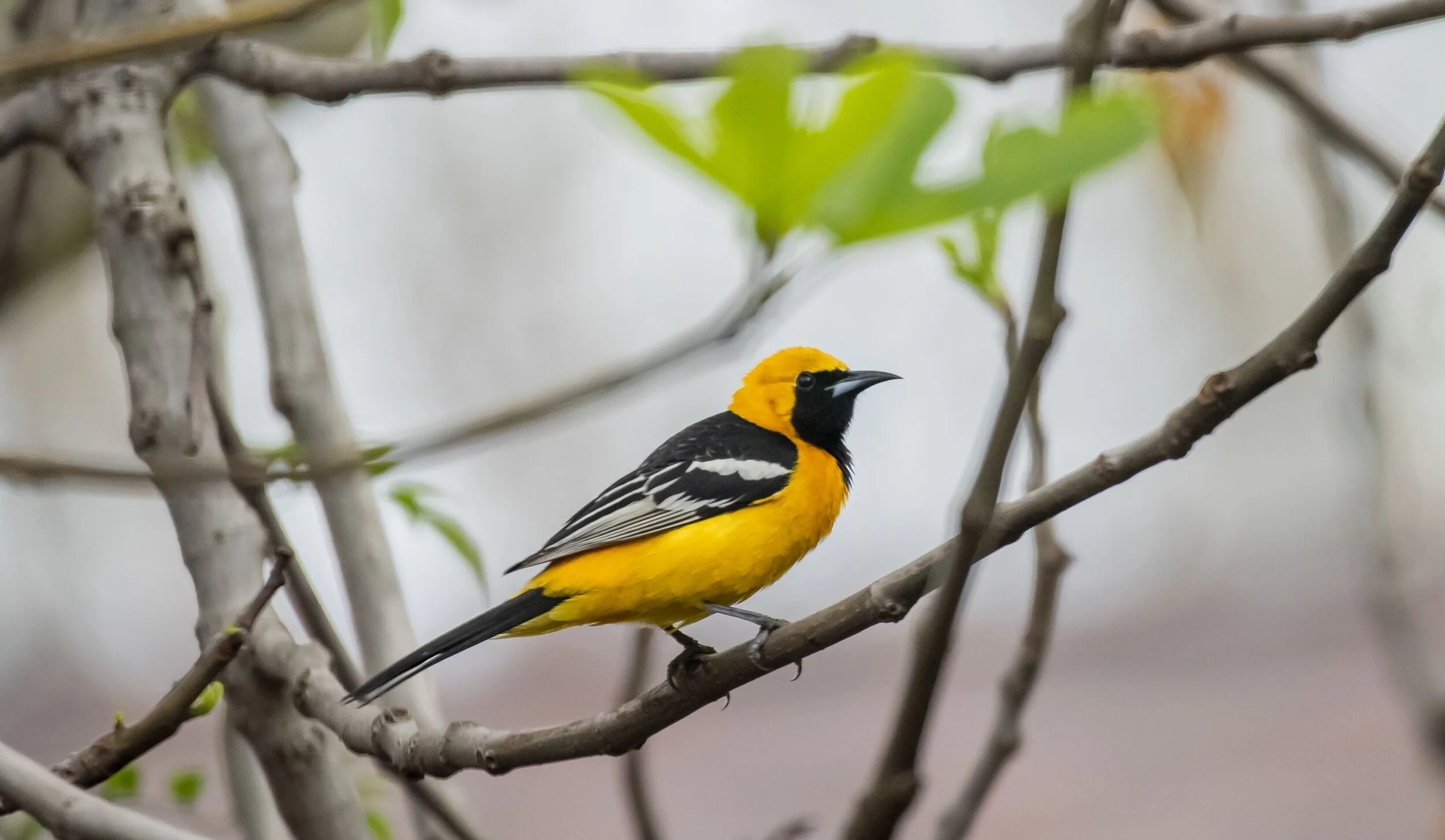 Hooded Oriole